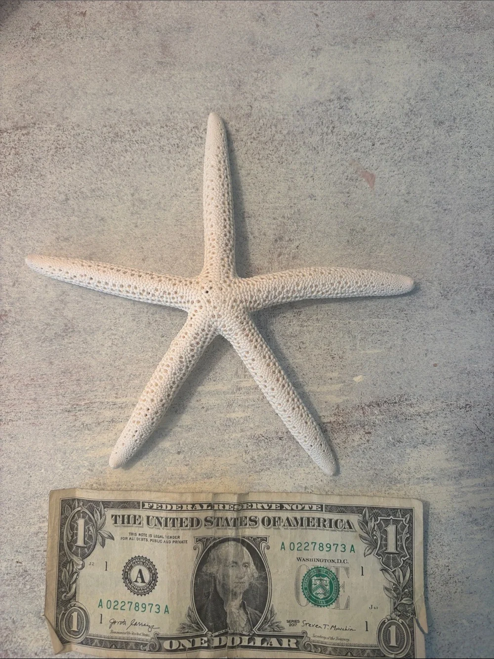Coastal Starfish Wall Decor Set in Beige & Gray 7 in total
